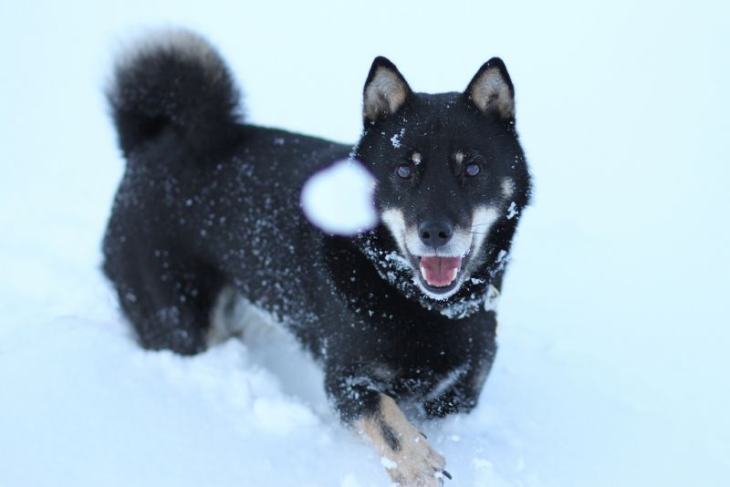 giống chó đặc trung của vùng đất Hokkaido